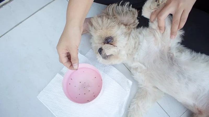 Homemade Flea Trap